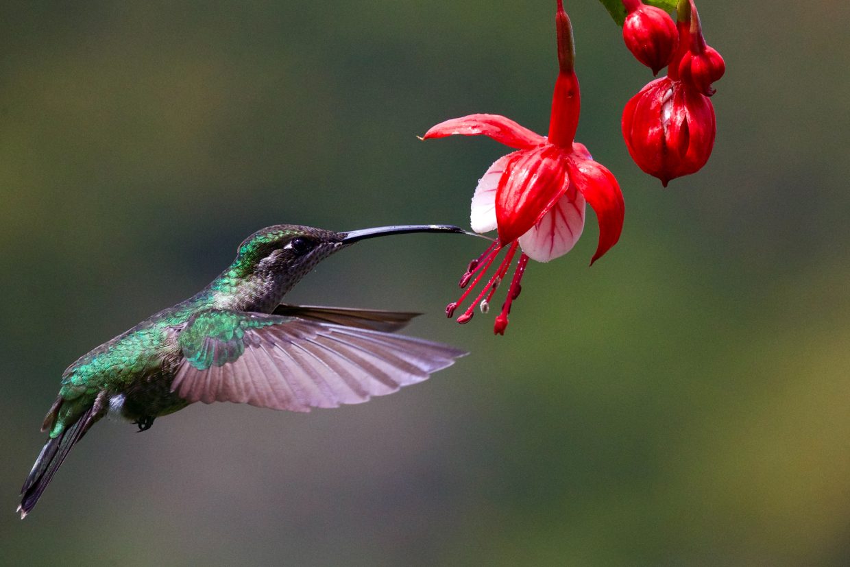 Hummingbird
